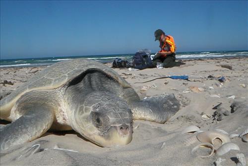2010 Kemp's ridley sea turtle project at Padre Island National Seashore (for NRC)