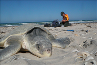 2010 Kemp's ridley sea turtle project at Padre Island National Seashore (for NRC). Kemps ridley nesting is increasing and 74 Kemps ridley nests were located at the park during 2010.  The public was invited to attend 23 hatchling releases in 2010 and more than 5,000 people attended.