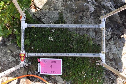 SHEN staff sampling high elevation rare plants on rock outcrops in July 2014