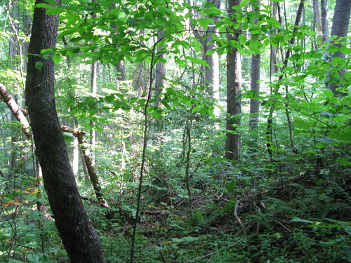 Plot Code: GRSM_AA_0617_6