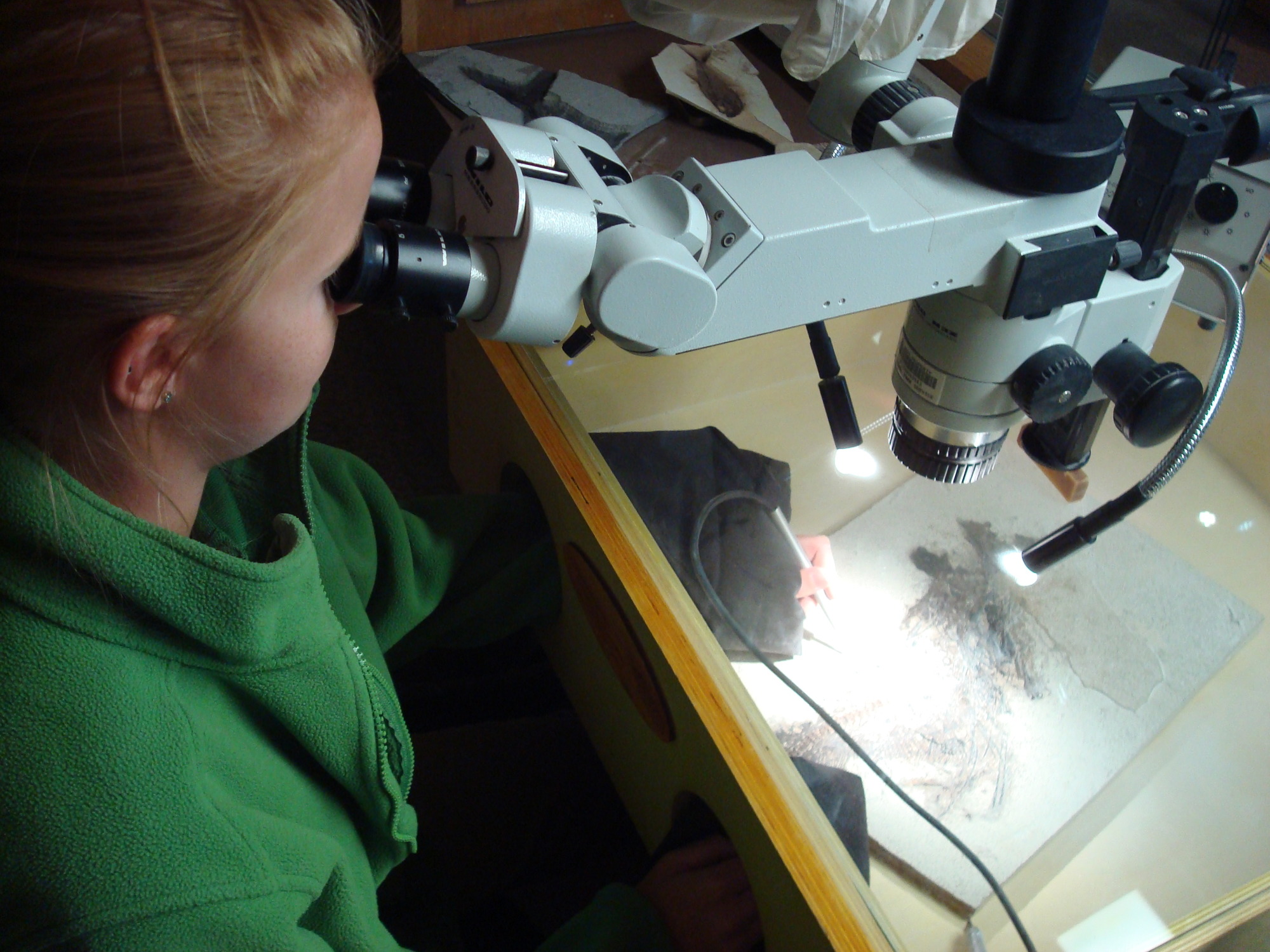 a young woman sits at a desk and looks through a microscope to clean a fossil. 