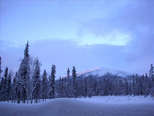 2 Gates of the Arctic National Park and Preserve Hares Survey 2004