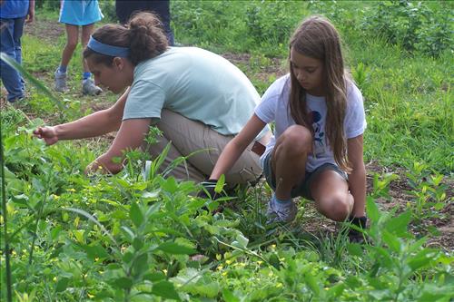 CVEEC Junior Ranger Program, Down & Dirty Farming, Tending Strawberries
