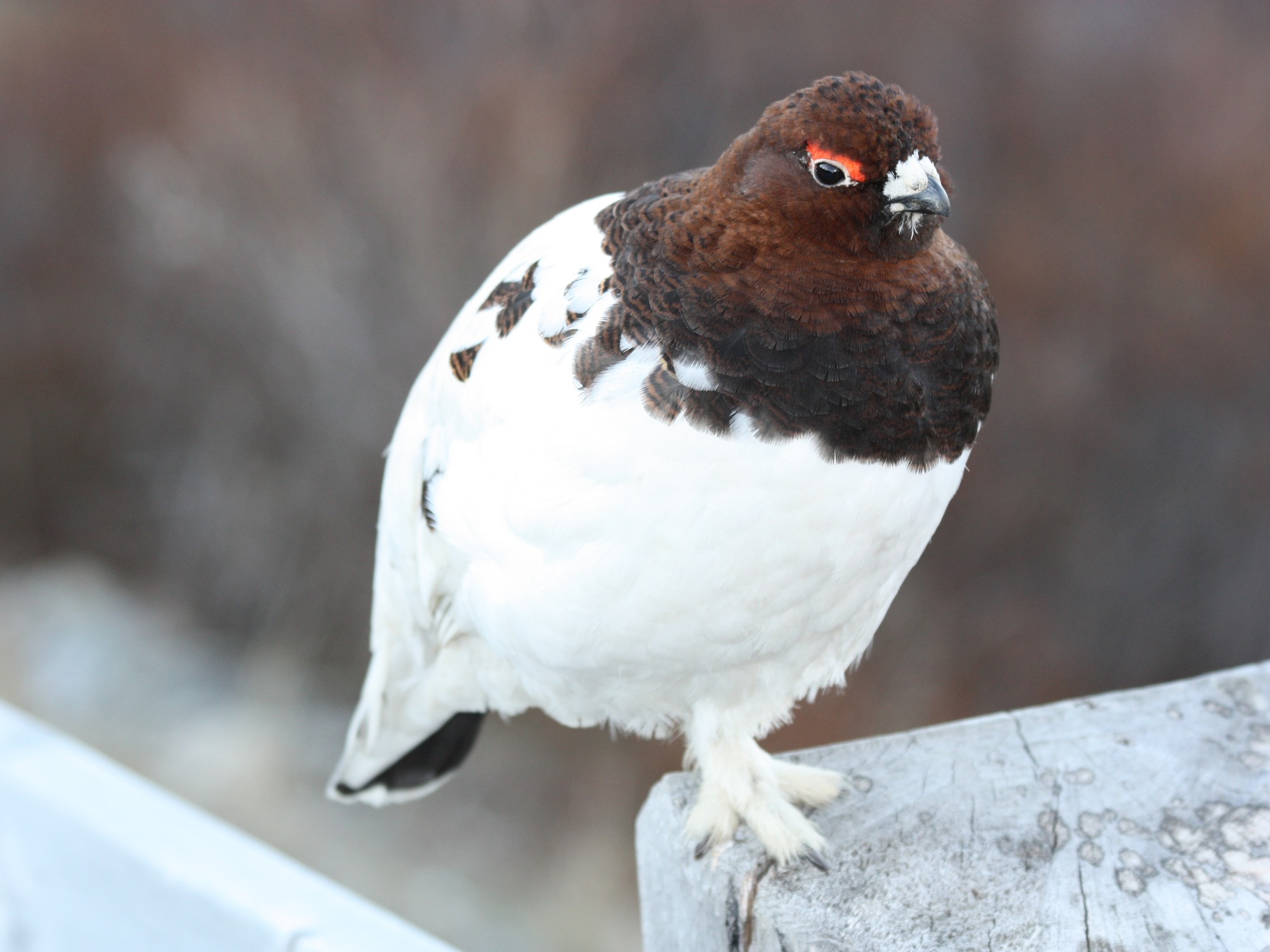 A ptarmigan