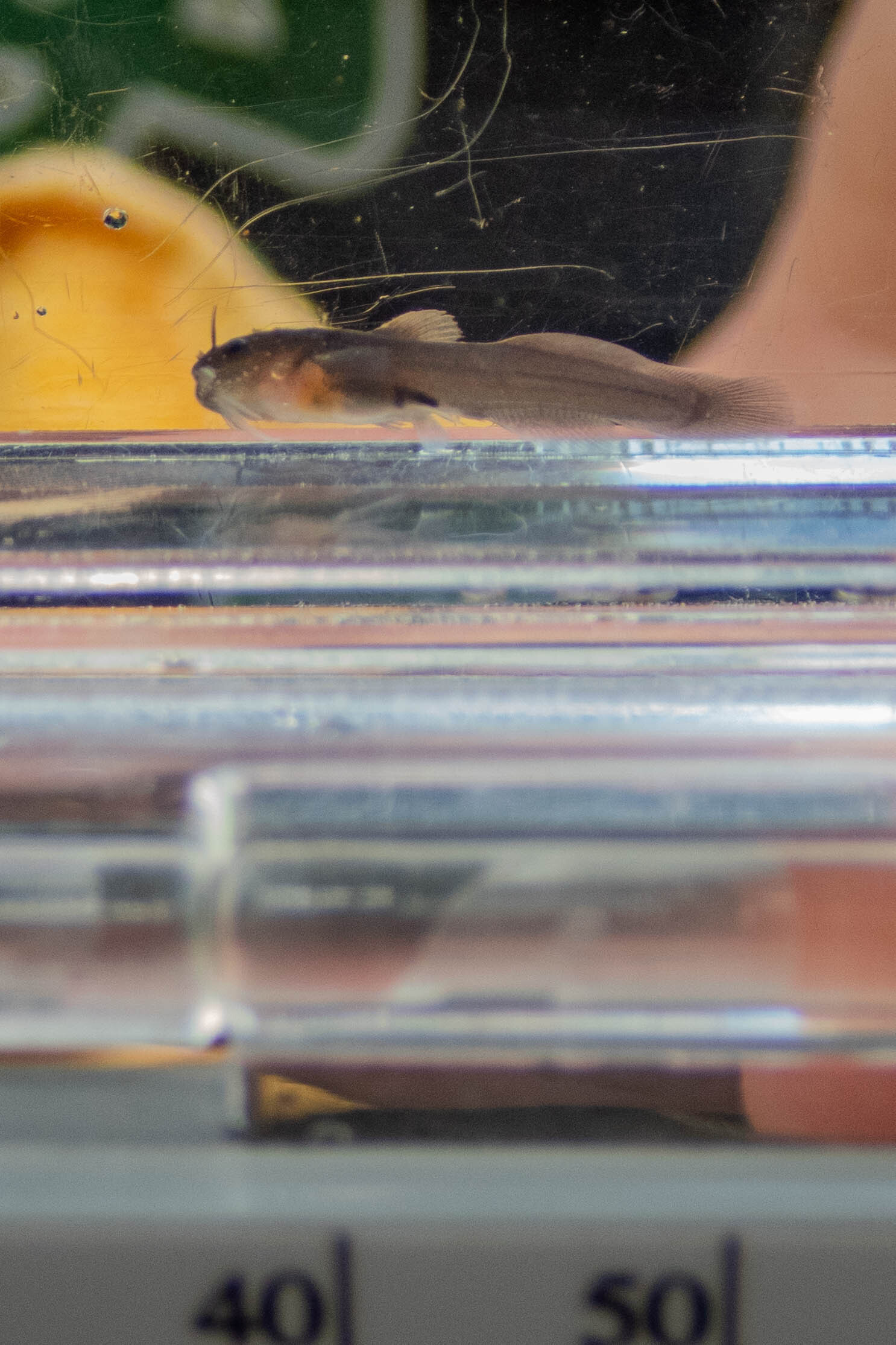 Noturus insignis (margined madtom) - full body, young of year