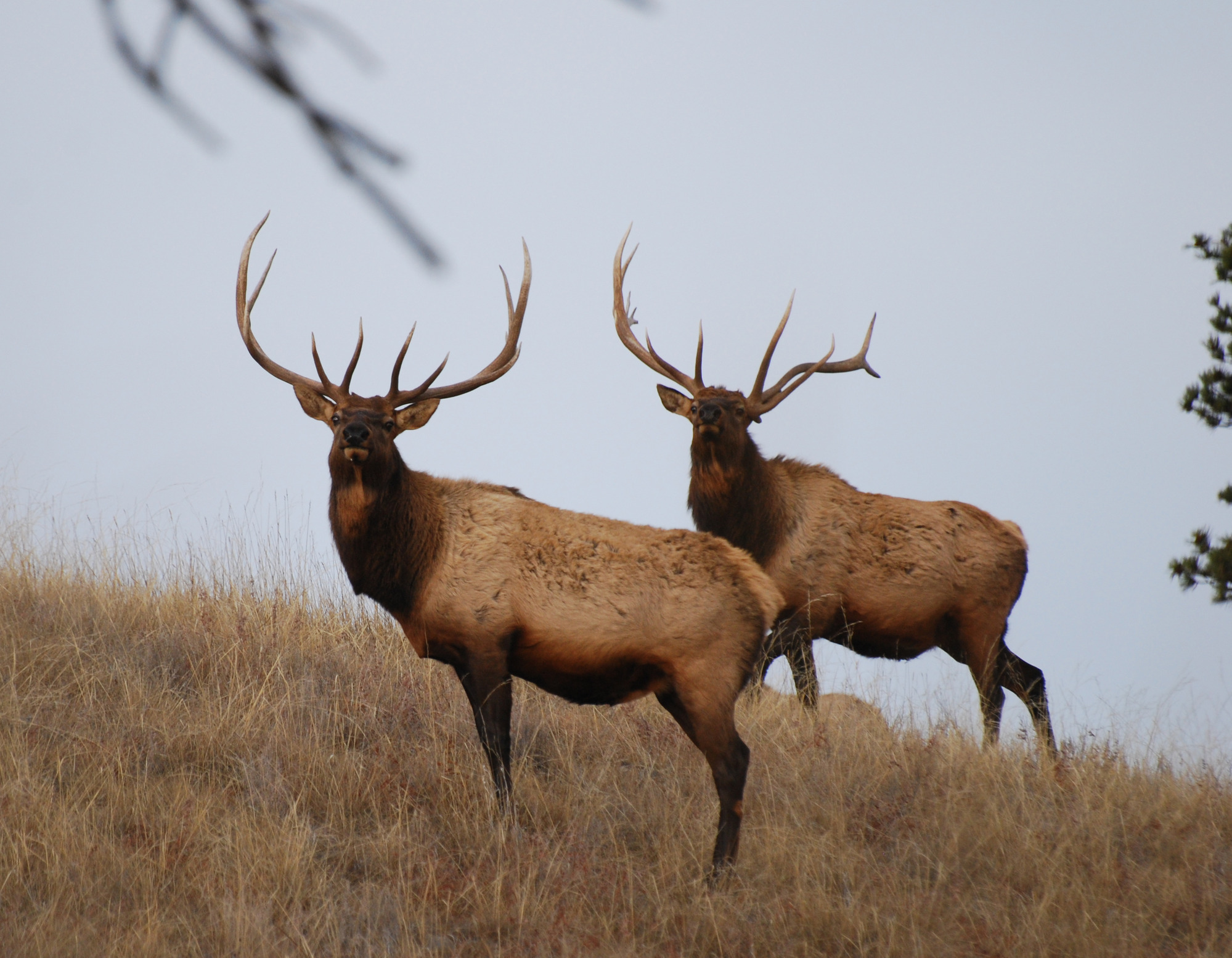 two male elk with large antlers standing on a hillside
