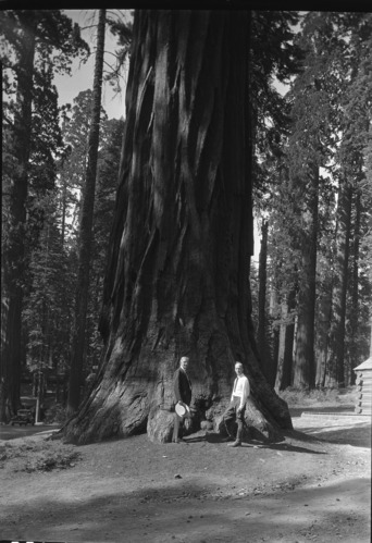 At Big Trees
