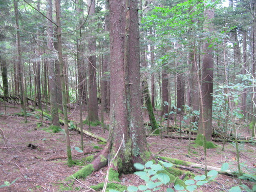 GRSM Accuracy Assessment. Plot Code: GRSM_AA_0827_4