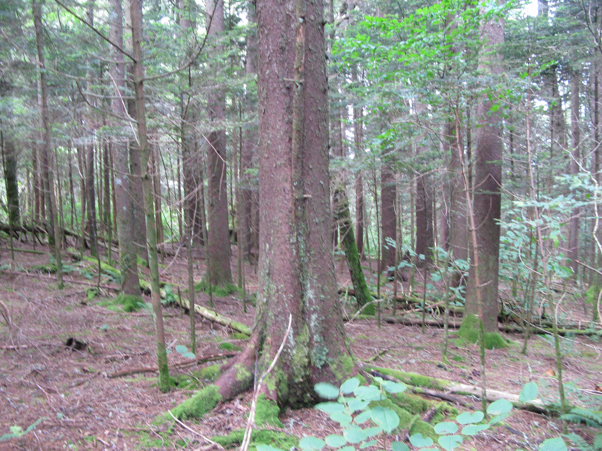 GRSM Accuracy Assessment. Plot Code: GRSM_AA_0827_4