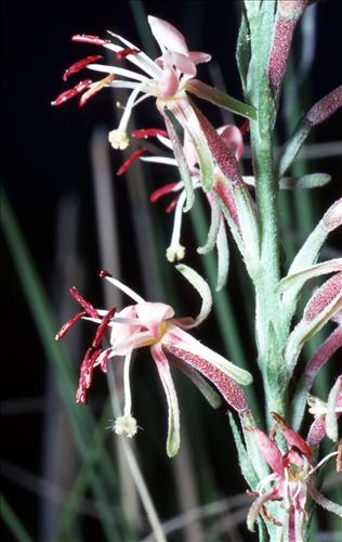 Badlands Flowers: Red, Pink, Blue