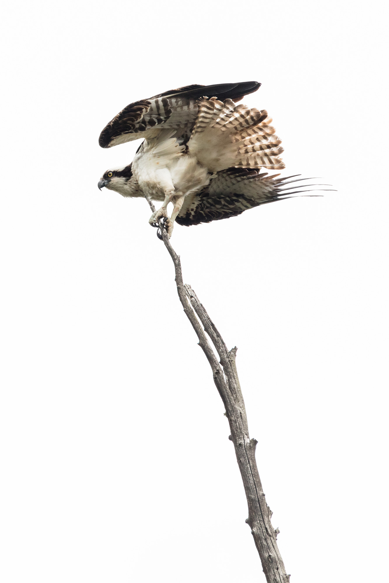 Osprey is perched on a small limb of a tree