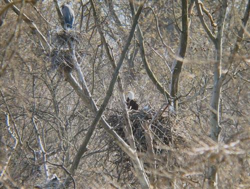 Bald eagles nesting at Pinery Narrows 1
