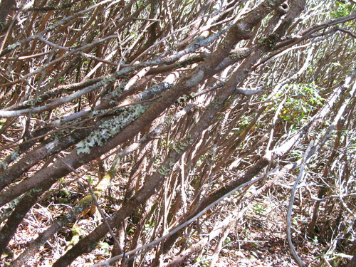 GRSM Accuracy Assessment. Plot Code: GRSM_AA_0316_3