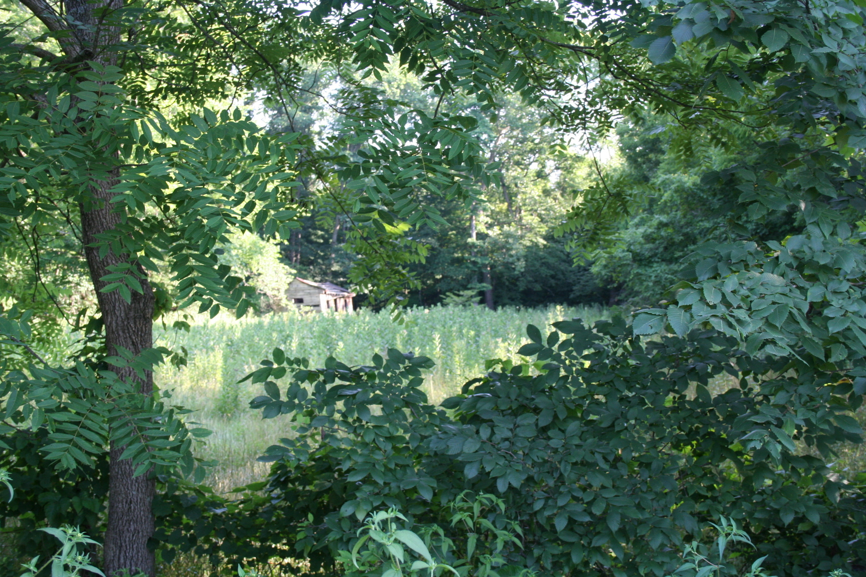 A view through the trees of a cabin structure in the Mark Twain National Forest in Washington County, Missouri