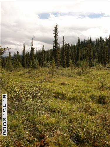 3 Small Mammal Survey in Denali National Park and Preserve in August 2006