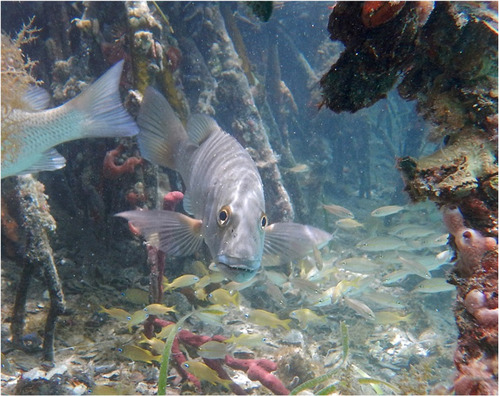Gray Snappers (Lutjanus griseus) in mangrove roots.