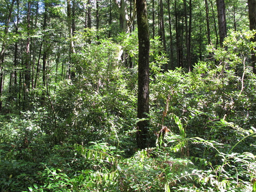 GRSM Accuracy Assessment. Plot Code: GRSM_AA_0273_3