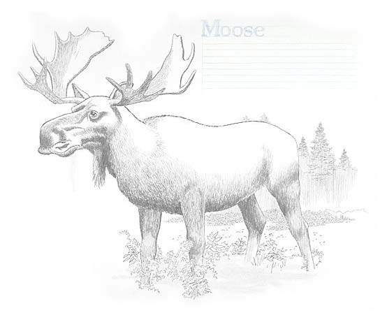 moose