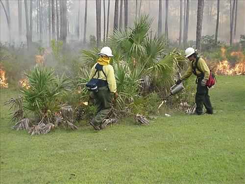 2001 Pinelands prescribed burn, Everglades NP