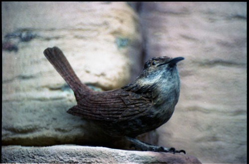 Color Photo of wooden Canyon Wren added to museum in January 1995, and the carver, Charles Foote.