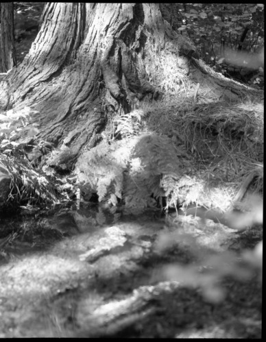 Spring with ferns. Black's Spring, Yosemite Valley. For Happy Isles Exhibits (16P-2).