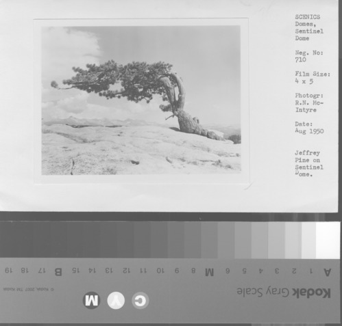 Jeffrey Pine on Sentinel Dome.