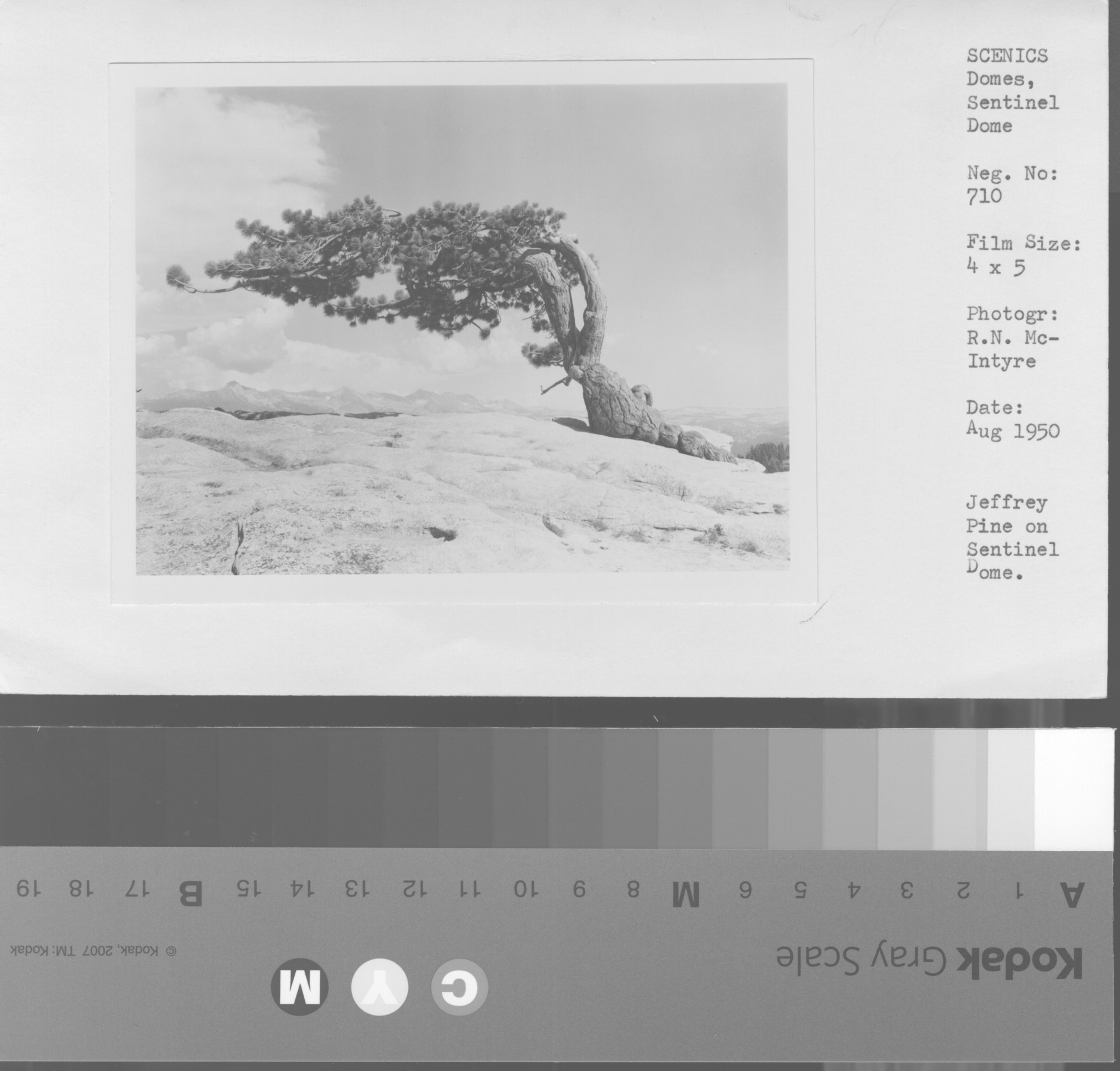 Jeffrey Pine on Sentinel Dome.