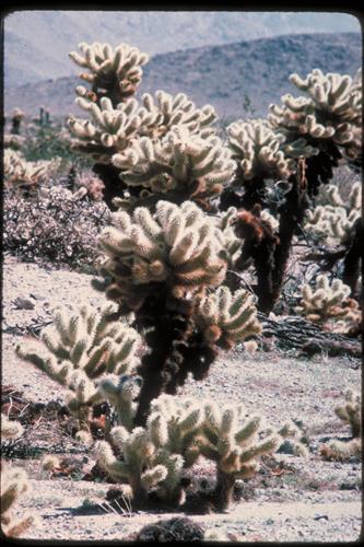 Views at Joshua Tree National Park, California