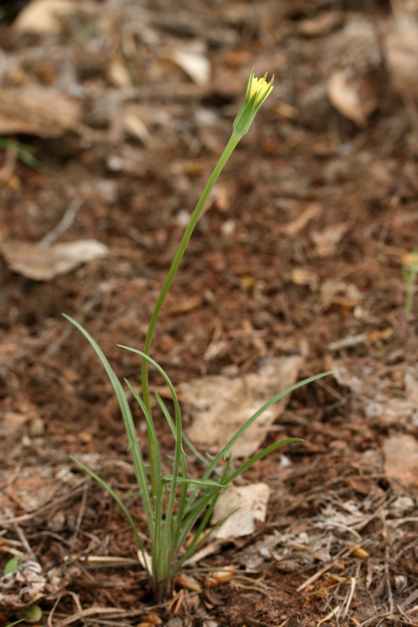Microseris lindleyi, Lindley's microseris