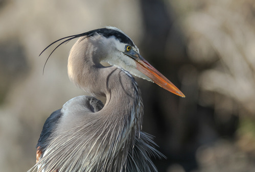 A headshot of a great blue heron.