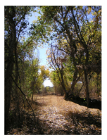 trail through forest of cottonwoods turning yellow