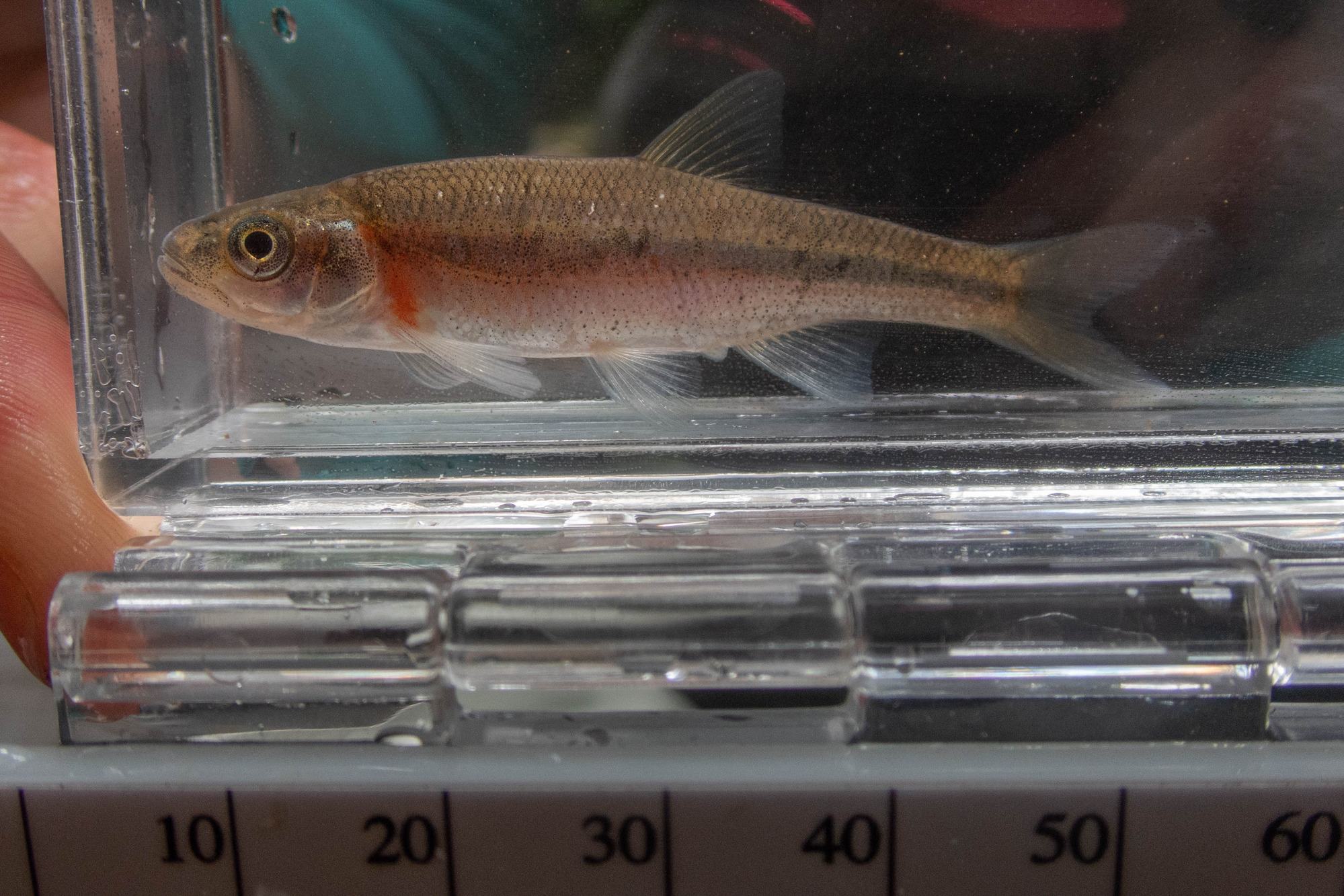 Clinostomus funduloides (rosyside dace) - full body, adult