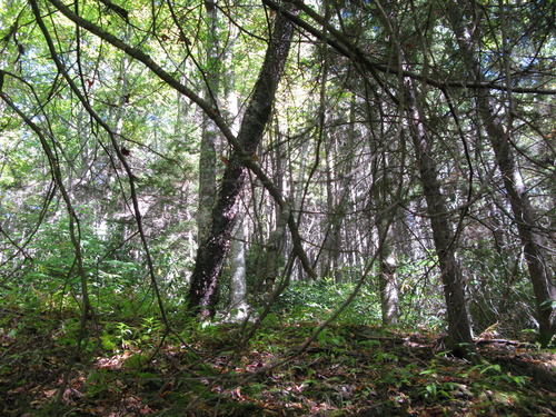 GRSM Accuracy Assessment. Plot Code: GRSM_AA_0220_3