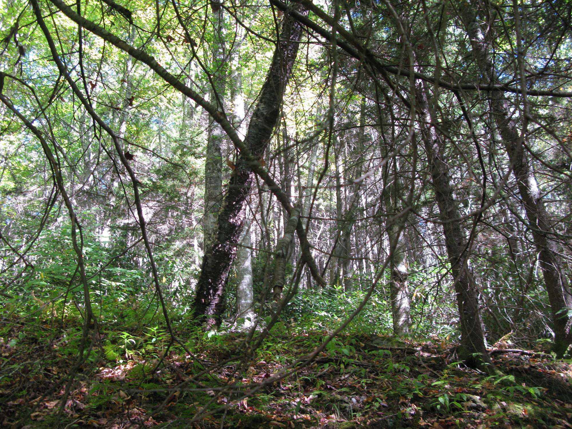 GRSM Accuracy Assessment. Plot Code: GRSM_AA_0220_3