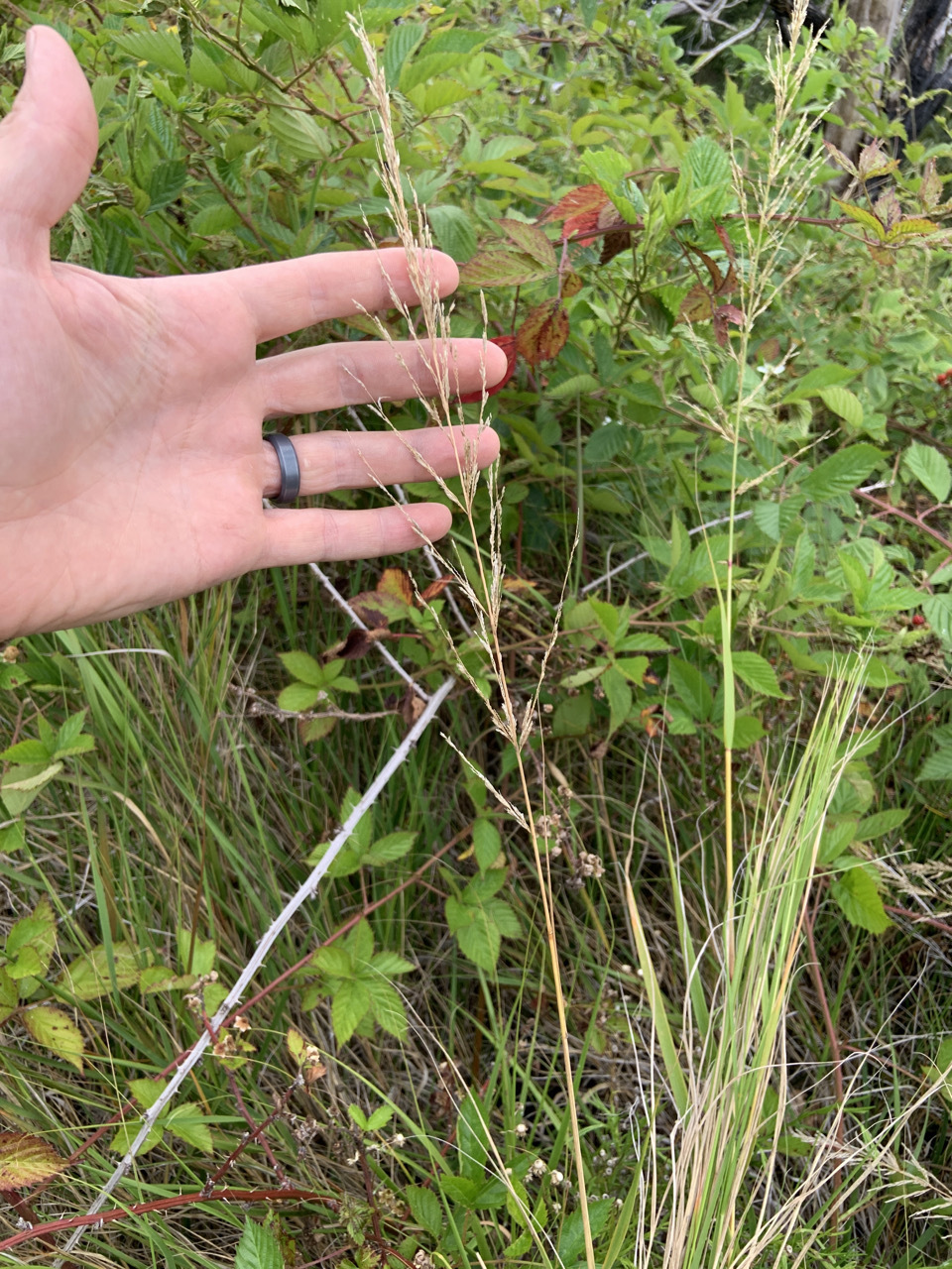 Photo of plant species Eragrostis atropioides