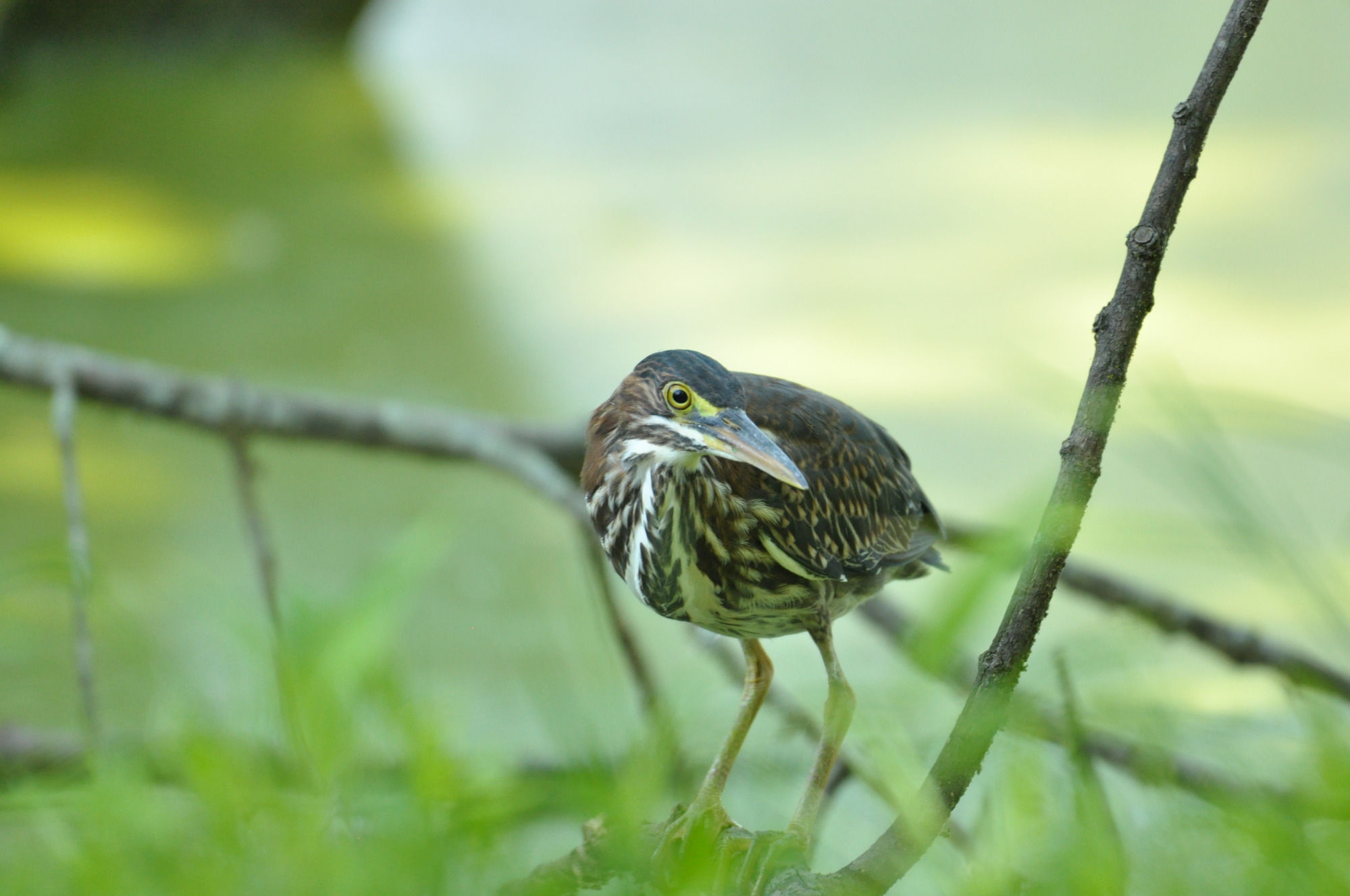 Green Heron