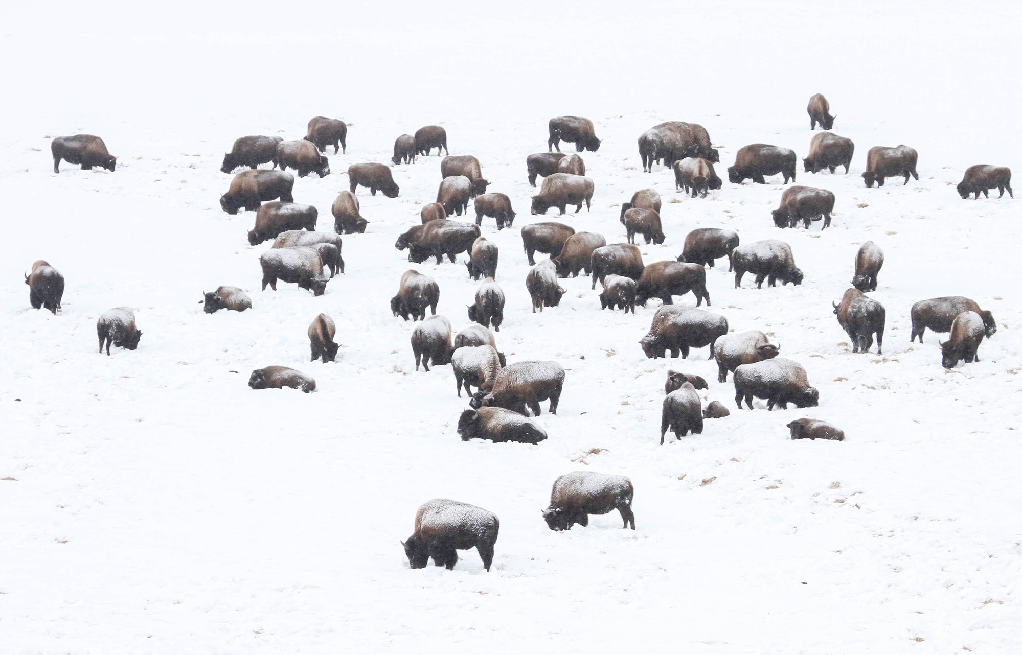 Some bison have snow on their backs and the ground is totally whiote.
