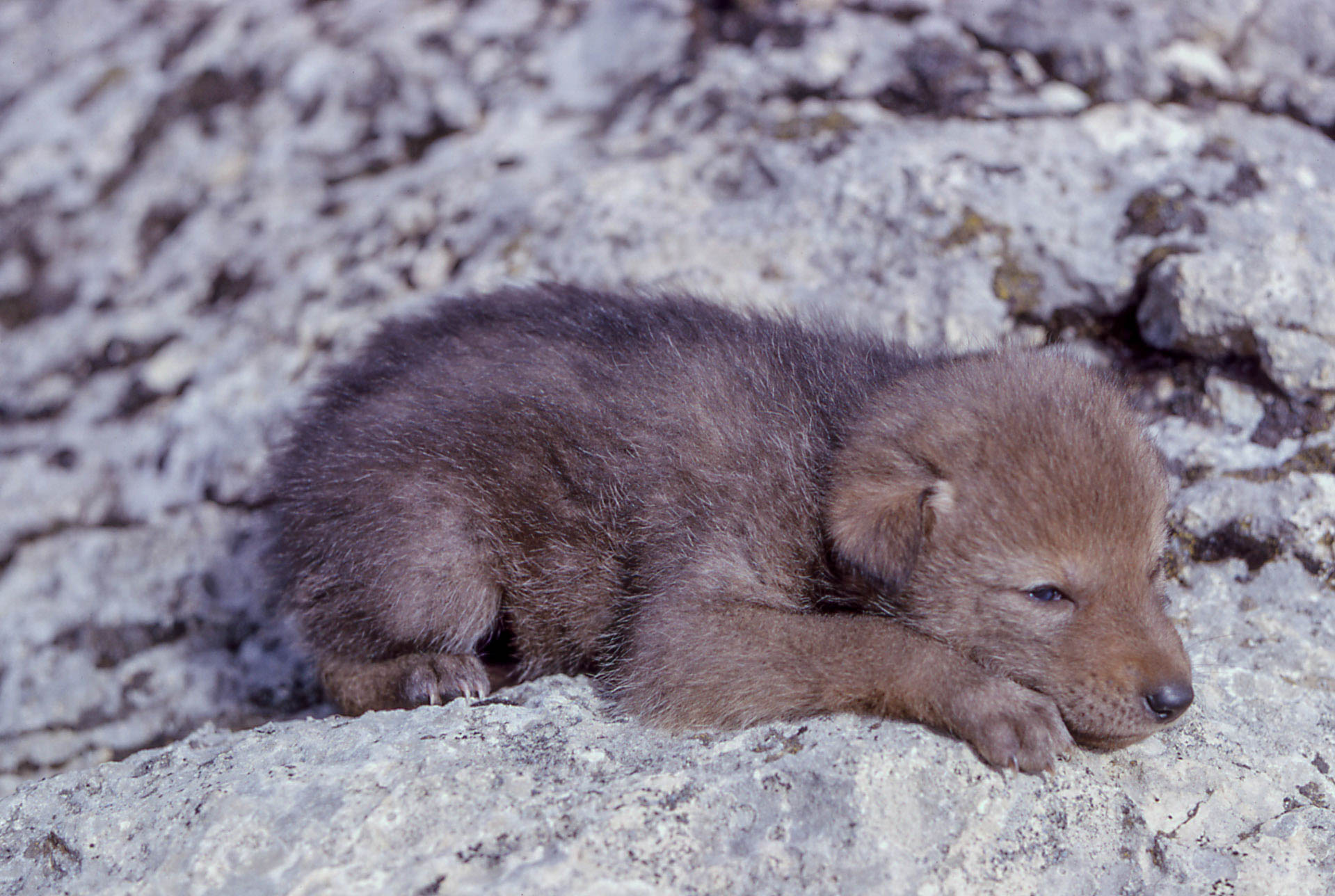 Pup is lying on travertine rock.