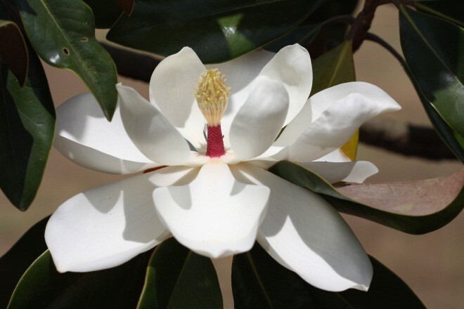 A white flower with two tiers of leaf-shaped petals.