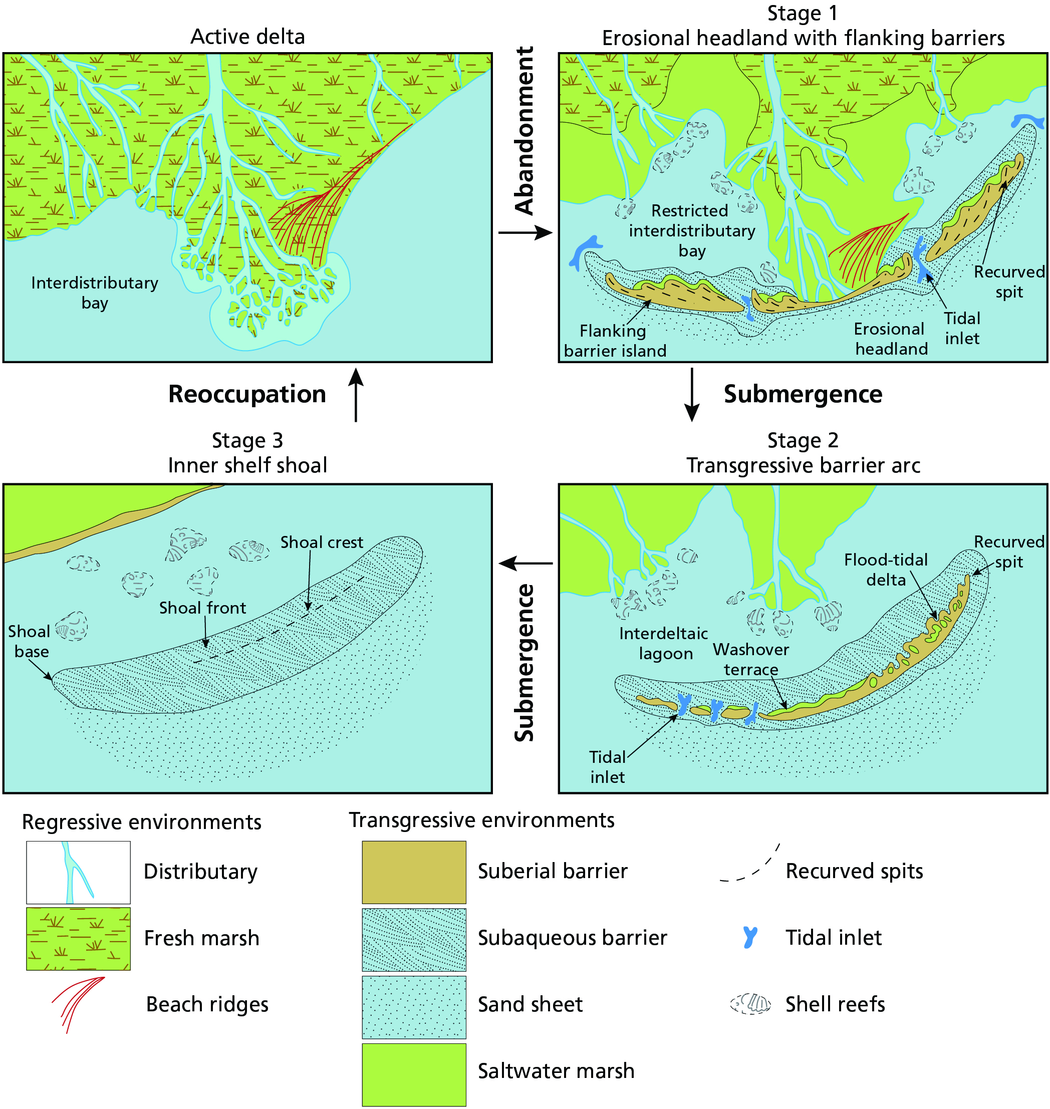 Four figures showing the conceptual model of the delta cycle which focuses on the transgressive phase of the delta cycle. Stage 1 is followed by submergence, Stage 2, then submergence again, Stage 3, reoccupation, active delta, and lastly abandonment.  The figures show regressive environments including distributary; fresh marsh; and beach ridges, transgressive environments including subaerial barrier; subaqueous barrier; sand sheet; saltwater marsh; recurved spits; tidal inlet; and shell reefs.