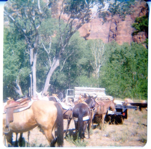 Horse pack-train being prepared to head to the East Rim trail for trail maintenance work.