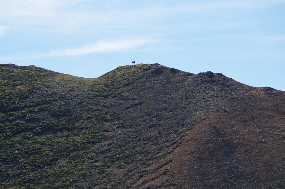 a caribou standing on a ridge far away