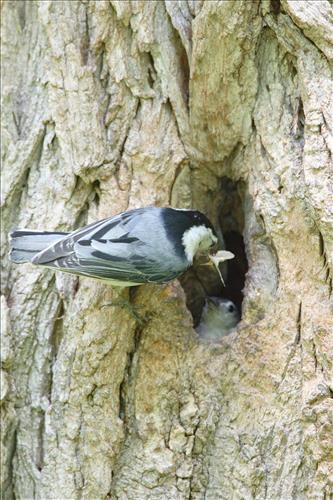 White-breasted nuthatch in Cuyahoga Valley National Park