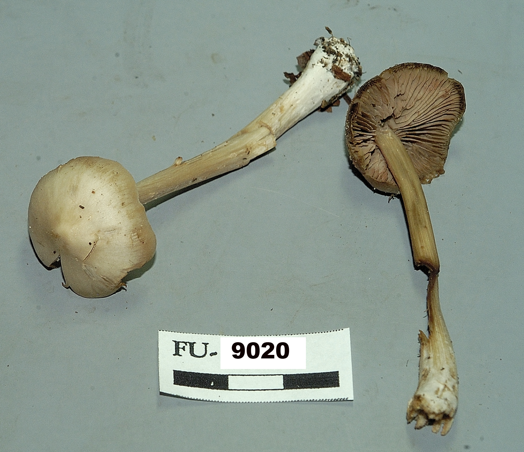 Image of Entoloma vernum, a species of fungi.