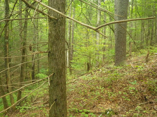 GRSM Accuracy Assessment. Plot Code: GRSM_AA_0362_2