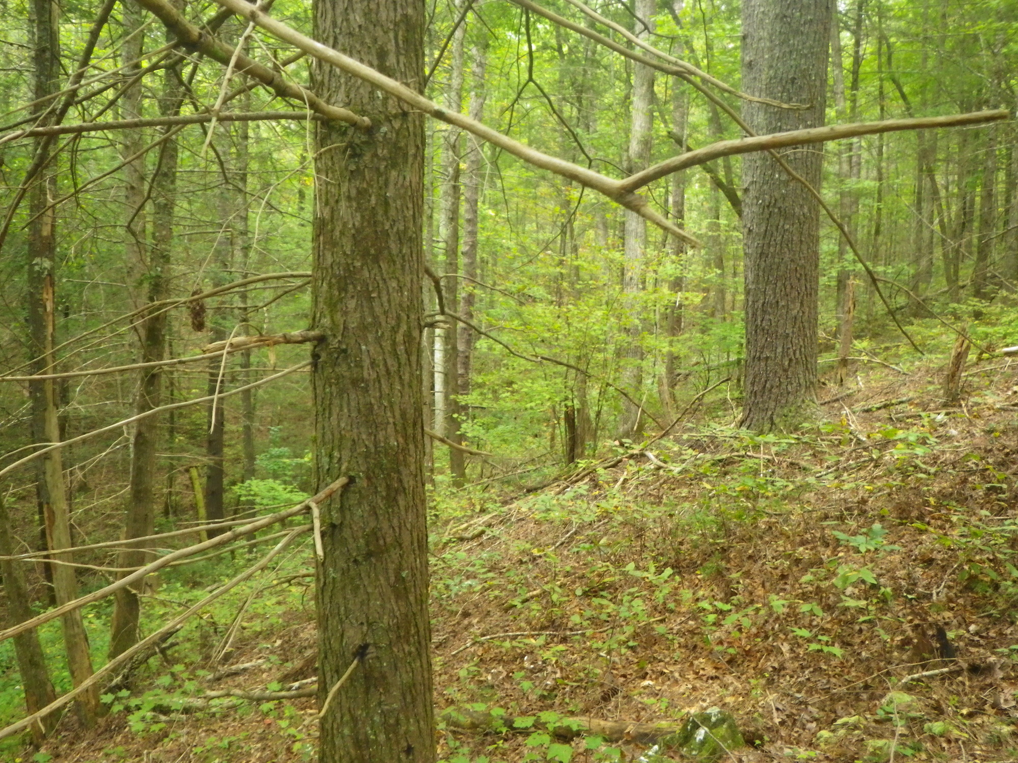 GRSM Accuracy Assessment. Plot Code: GRSM_AA_0362_2