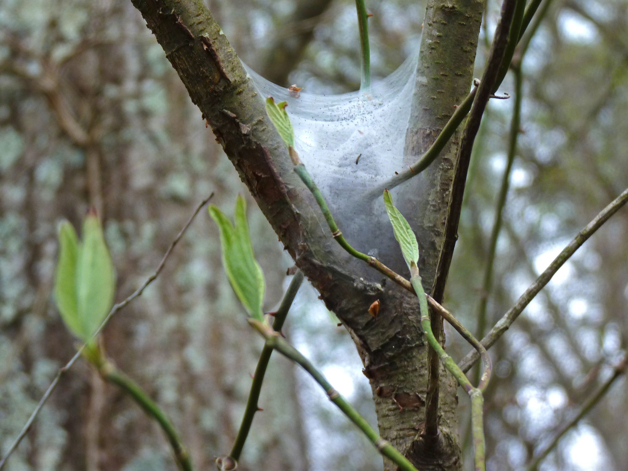 Eastern tent caterpillar nest