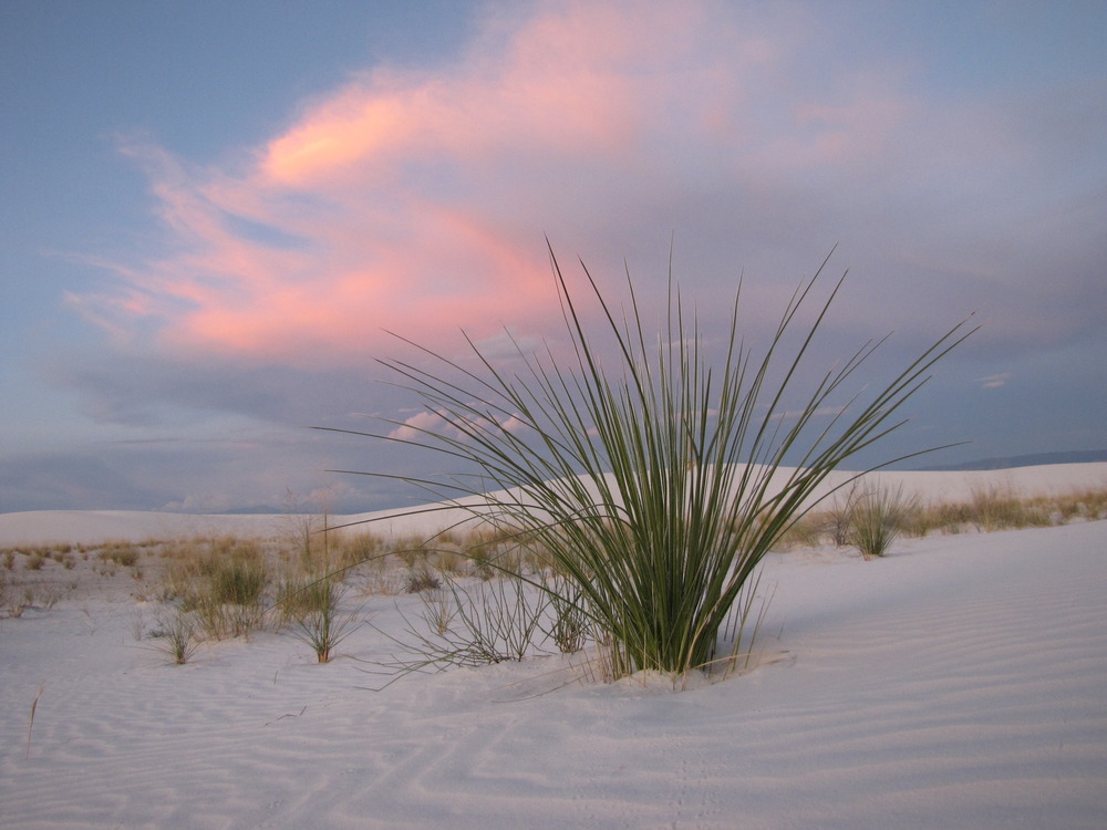 Vegetation dots the surface of an interdunal area under pink clouds in the evening sky.