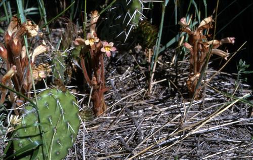 Badlands Flowers: Red, Pink, Blue