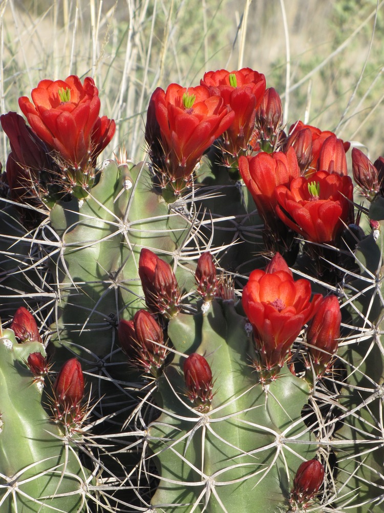 Several bright red blooms on the top of a claret-cup cactus.
